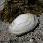 Softshell clam