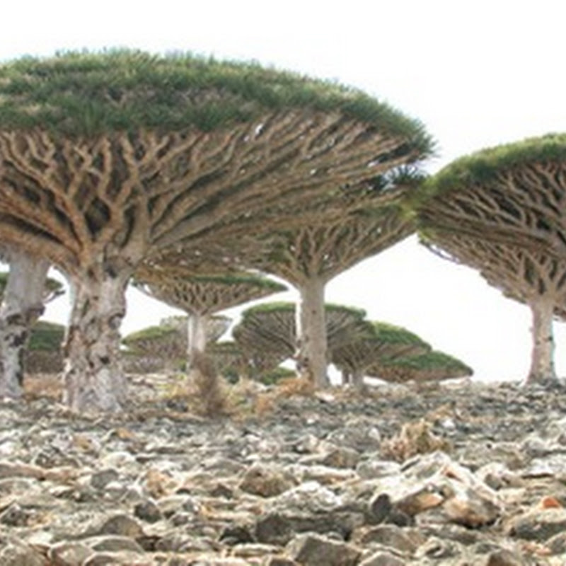 Copaci pe Insula Fericirii