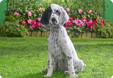 English setter puppy on grass background