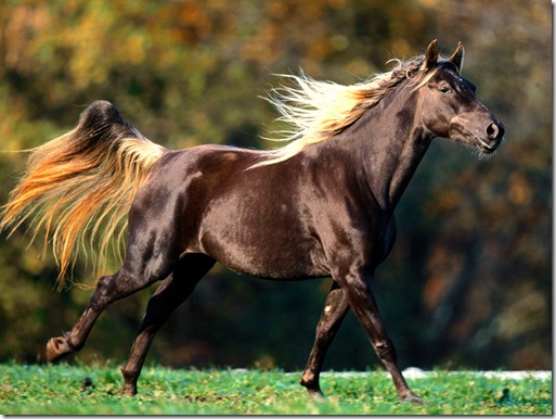 imagini cu cai