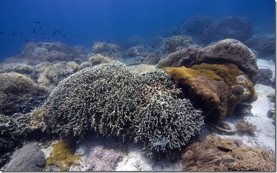 Coral reef covered with stony and soft corals, Philippines, Pacific Ocean