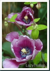 Purple tulips 012