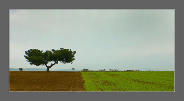 [lonely tree[4].jpg]