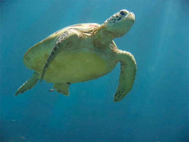 [sea-turtle[4].jpg]