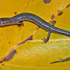 zigzag Salamander - lead phase