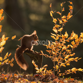Autumn Backlit Red Squirrel by Mike Hudson - Animals Other Mammals