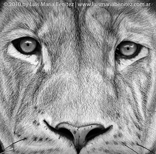 Lion illustration / Ilustración de un león © Luis María Benítez