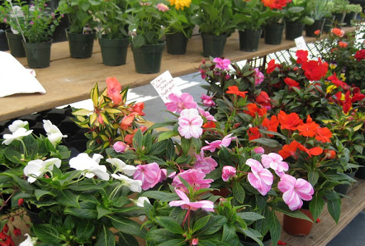 Potted Plants at the PB Farmers Market