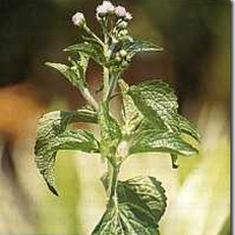 Bandotan (Ageratum conyzoides L.)