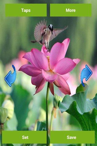 【免費個人化App】Lotus Flower Wallpapers-APP點子