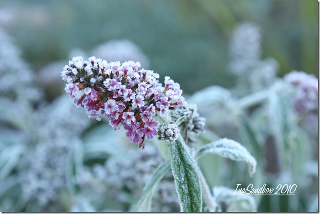 Frosty Buddlea Miss Ruby with logo