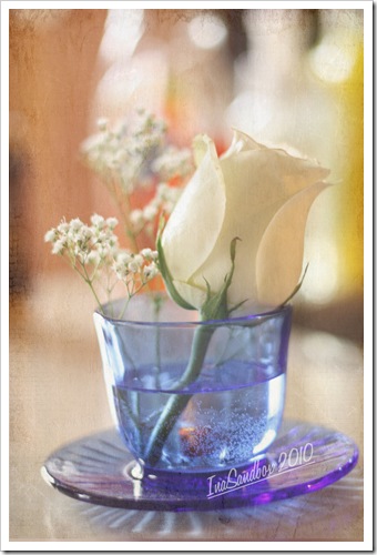 white rose in vase with texture
