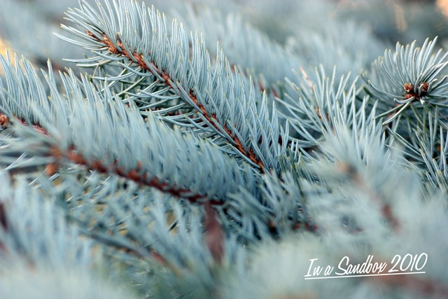 [blue spruce branches with logo[5].jpg]