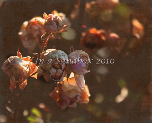 [edited Faded roses[11].jpg]