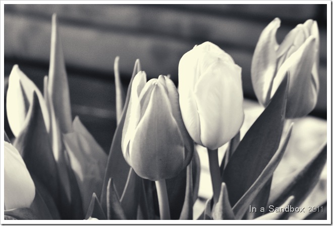 Tulips ala Ashley Sisk