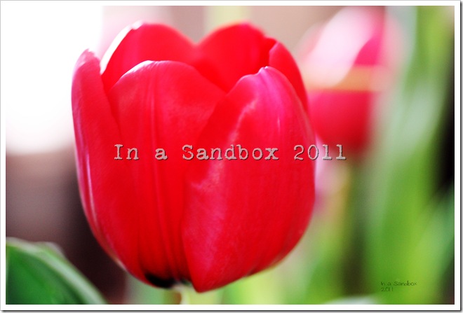 red-tulip-macro-with-logo