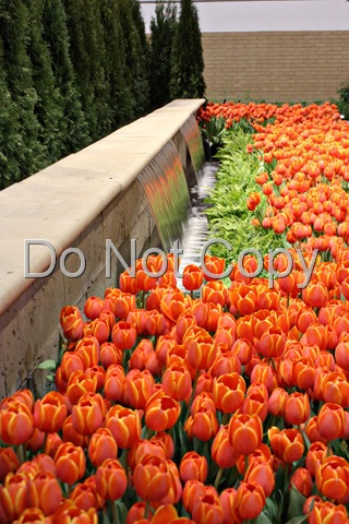 [orange-tulips-for-the-web[10].jpg]