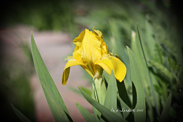 [lemon dwarf iris[3].jpg]
