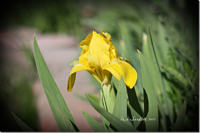 lemon dwarf iris