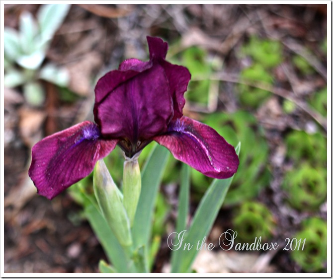 dwarf purple iris with logo