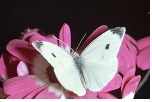 roze-bloemen-en-witte-vlinder-foto-'s-nb20134