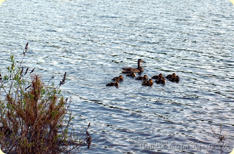 Mamma Duck and Ducklings