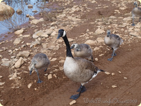 Canadian Goose Family Upclose