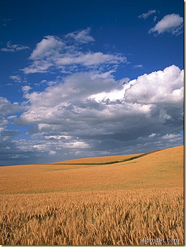 America - Fields of Grain