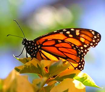 [Monarch Butterfly 4[10].jpg]
