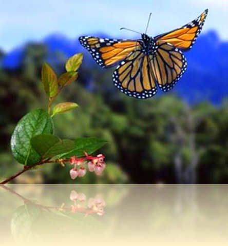 Monarch Butterfly in Flight