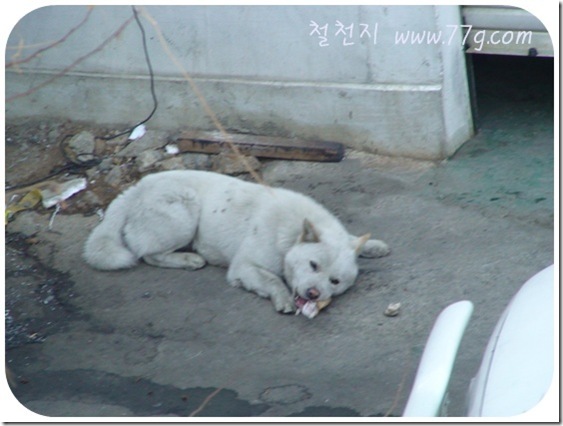 철천지DSC06318