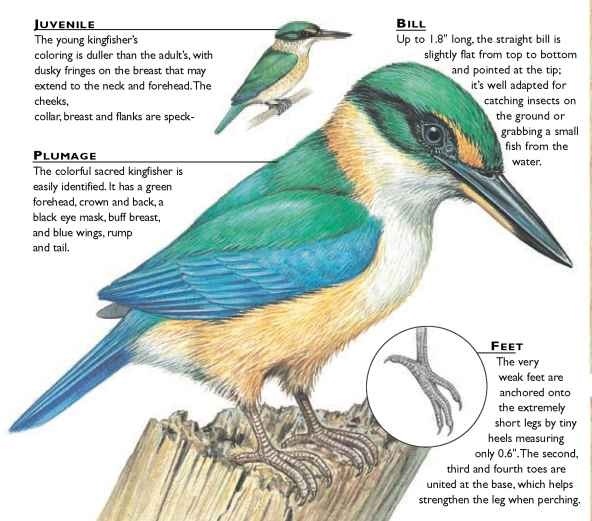 Sacred Kingfisher (Birds)