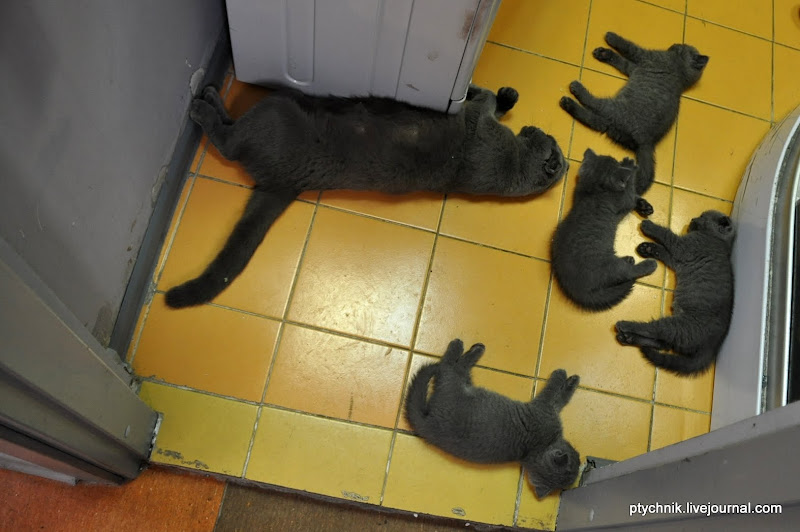 ЗОСЯ ПОЗНАЕТ МИР (ВЕТКЛИНИКА) 