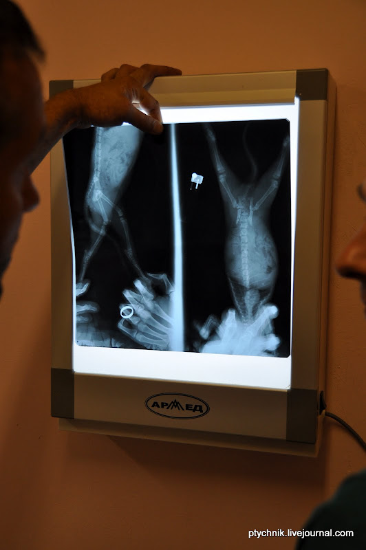 ЗОСЯ ПОЗНАЕТ МИР (ВЕТКЛИНИКА) 