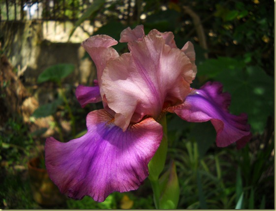 DSCN0583 DSCN0583