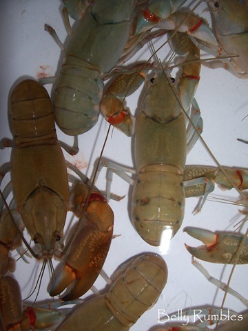[yabbies 2[3].jpg]