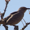 Curve-billed Thrasher