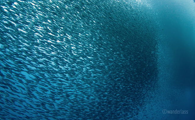Sardine Run Pescador Moalboal Cebu