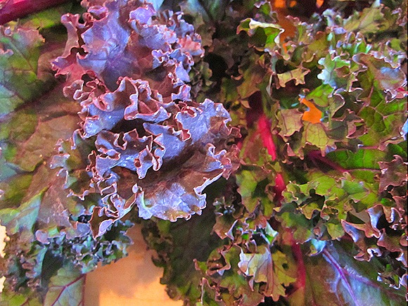 Gorgeous Red Kale