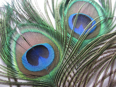 Peacock Eyed Feathers