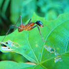 Unknown Ant