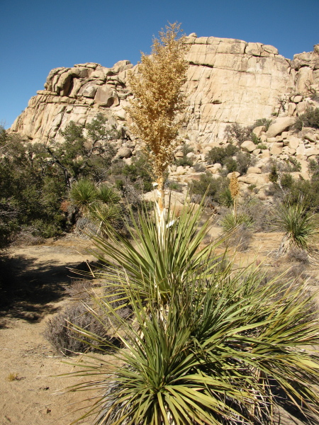 yucca with dried flowers