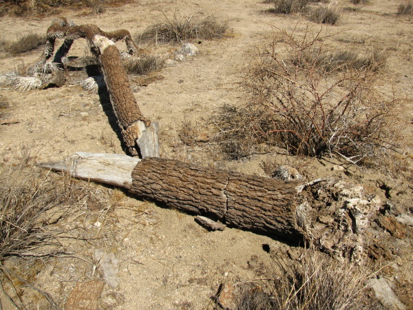 The shattered woody fallen trunk of a Joshua tree.