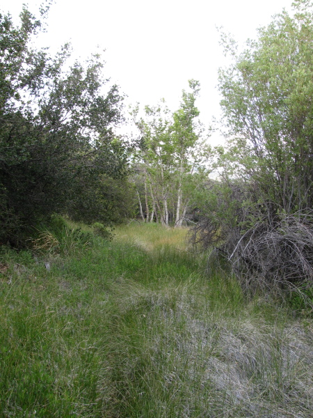 A bit of trail overgrown with grasses.