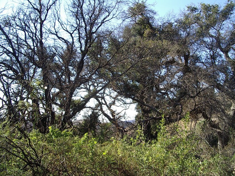 oaks in old burn area
