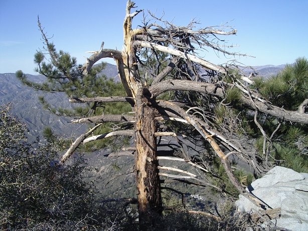 unlucky tree with top torn by wind