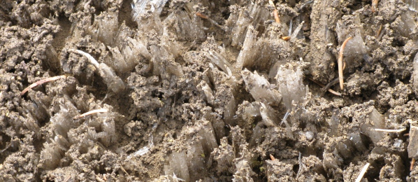 Ice forming from the mud on the ground.