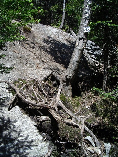 Ladder with root challenge to get you started.