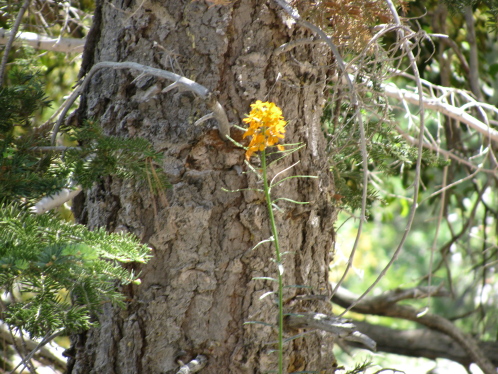 A sprig of yellow by a pine tree.