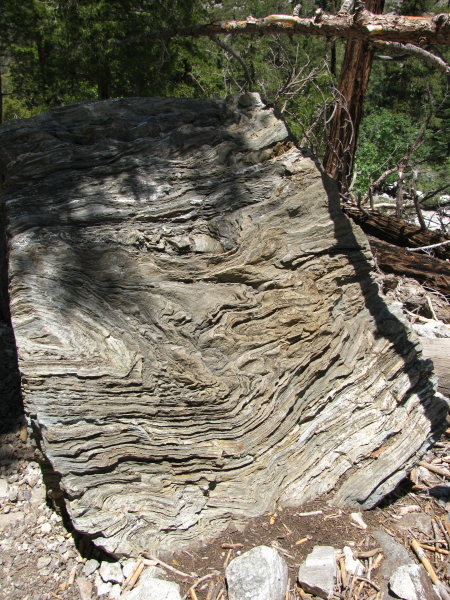 A large and wrinkled rock along the trail.